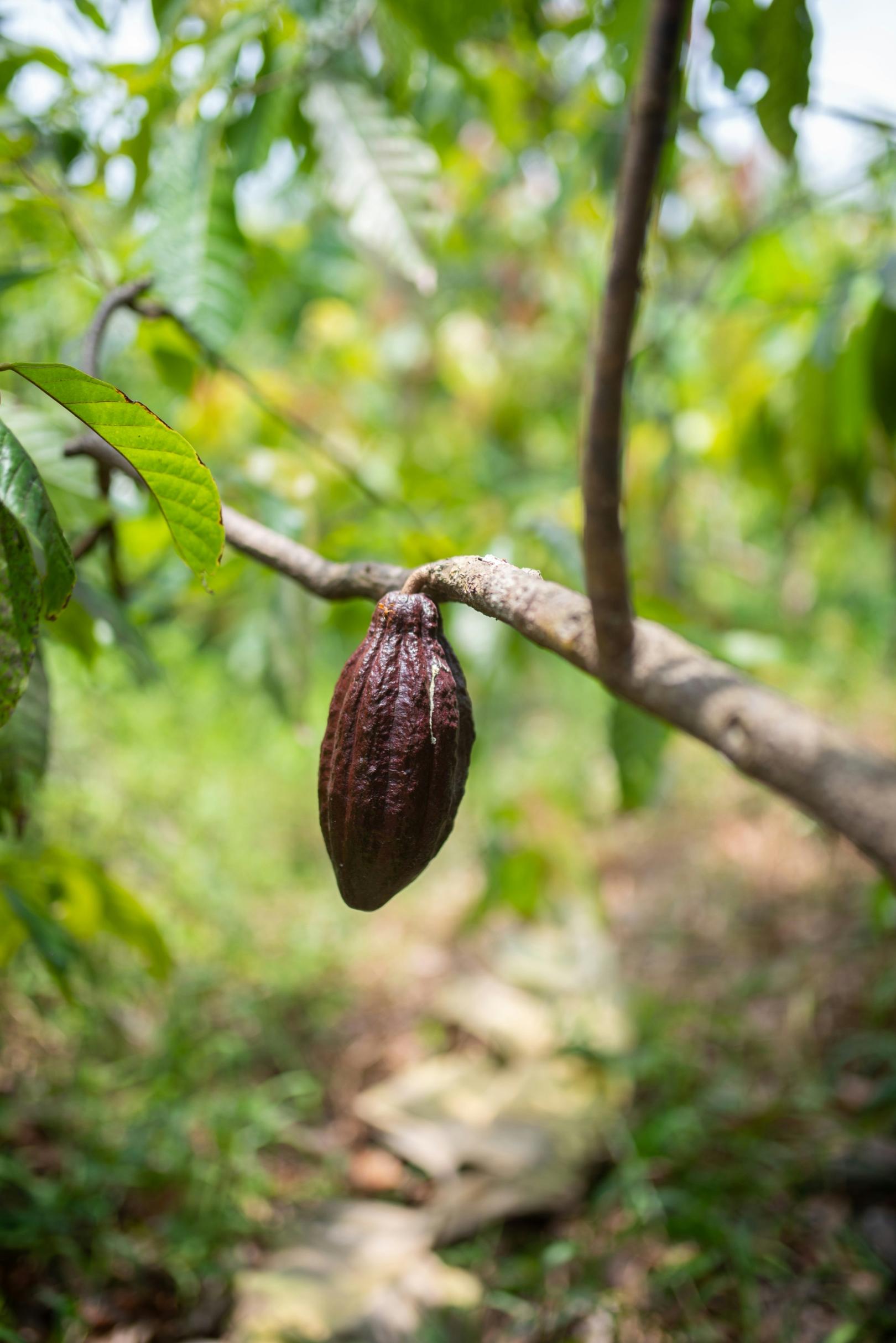 Kakao (c) Foto von Monika Guzikowska auf Unsplash